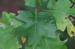 Mapleleaf oak